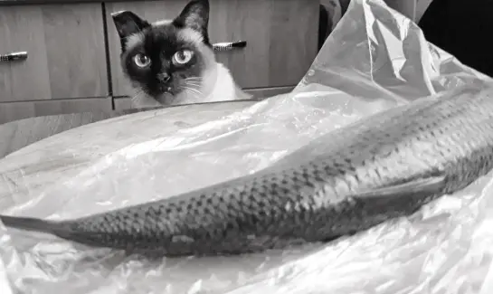 Цены на народную рыбу неожиданно рухнули - надолго ли подешевела селедка