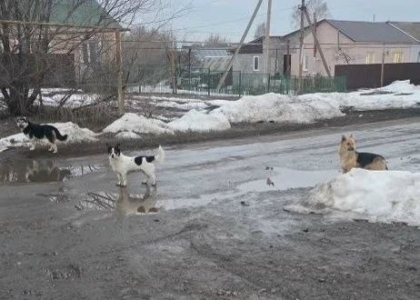 Сельчане в шоке! Поток брошенных собак из Сызрани не прекращается