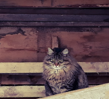 Редкий случай: осерчавший кот насмерть загрыз чихуахуа