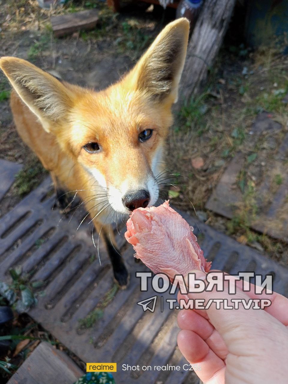 Под Сызранью голодная лиса забежала к местным жителям, чтобы поесть /  Новости / КТВ-ЛУЧ