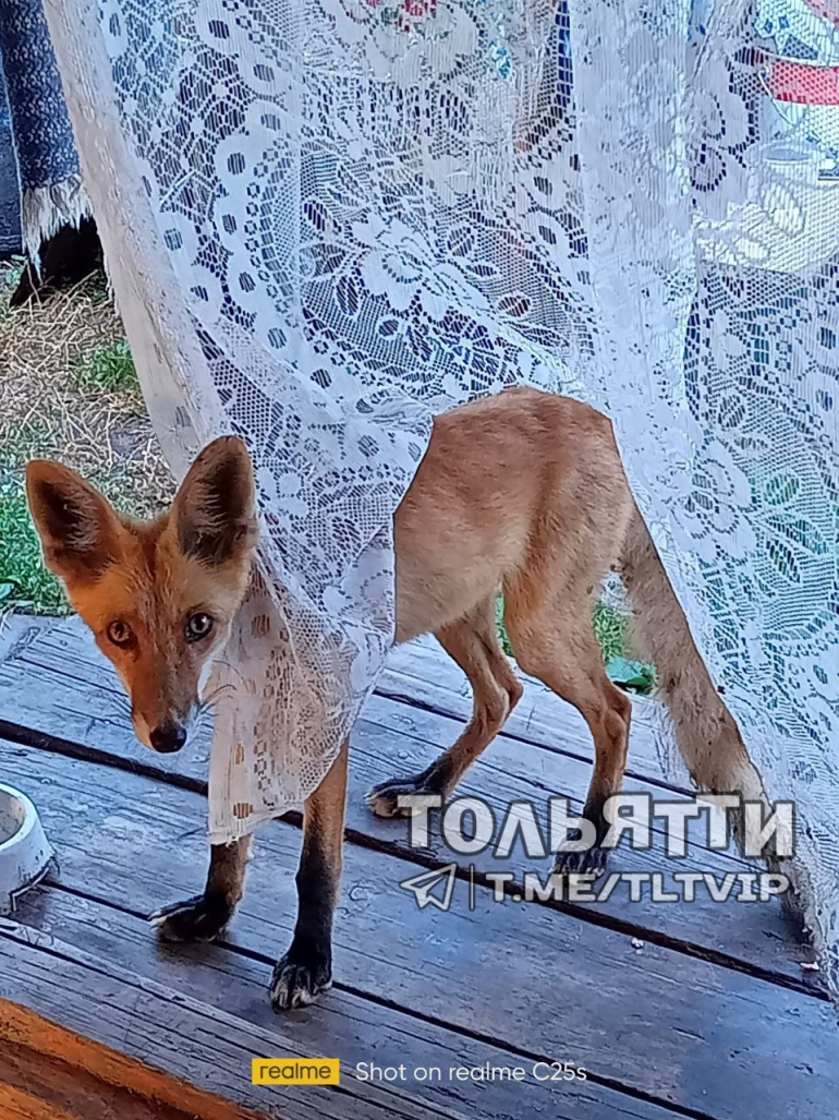 Под Сызранью голодная лиса забежала к местным жителям, чтобы поесть /  Новости / КТВ-ЛУЧ